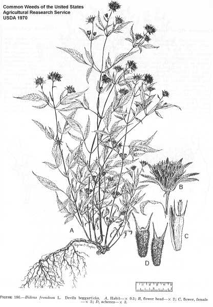 Bidens frondosa image