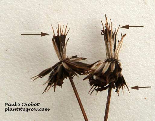 Bidens frondosa image