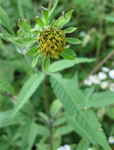 Bidens vulgata image