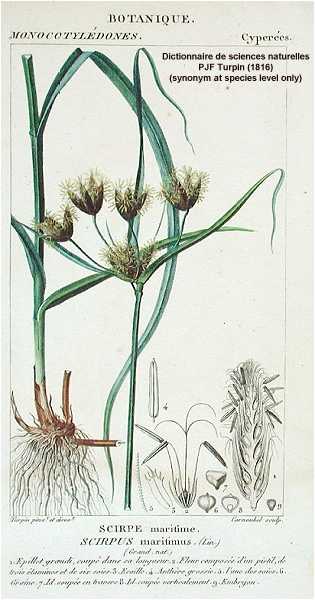 Bolboschoenus fluviatilis image