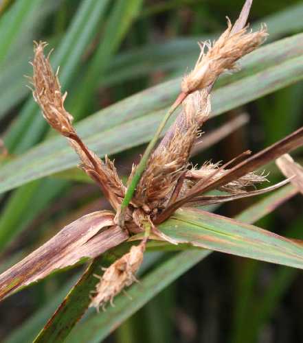 Cyperaceae image