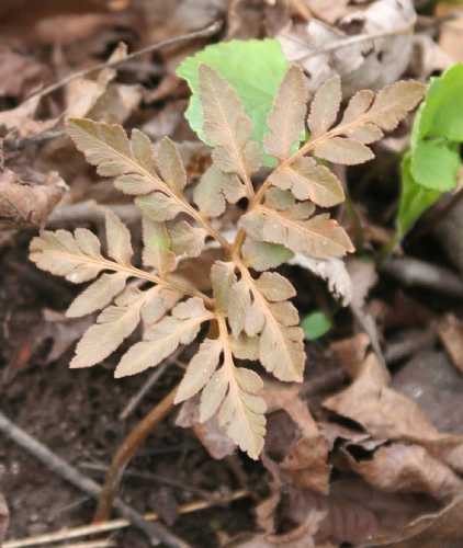 Sceptridium dissectum image