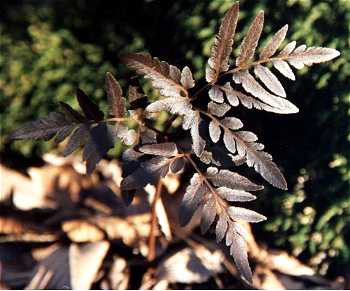 Sceptridium dissectum image
