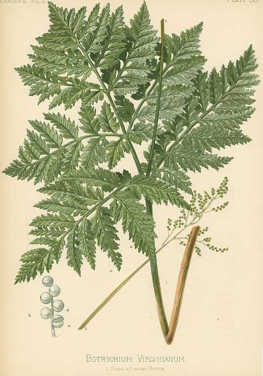 Botrypus virginianus image