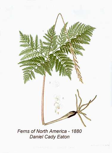 Botrypus virginianus image