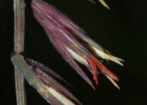 Bouteloua curtipendula image
