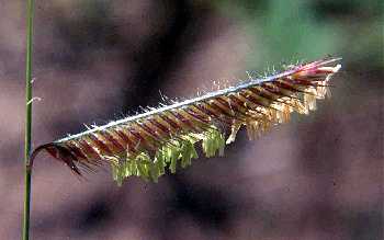 Bouteloua gracilis image