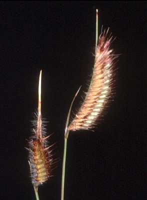 Bouteloua hirsuta subsp. hirsuta image