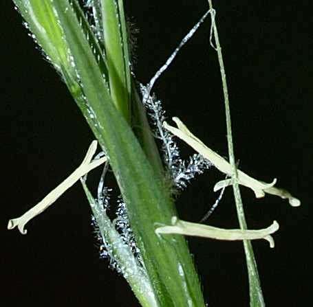 Brachyelytrum erectum image