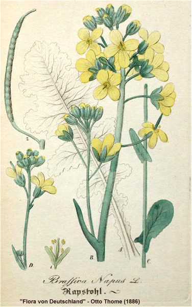 Brassica napus image