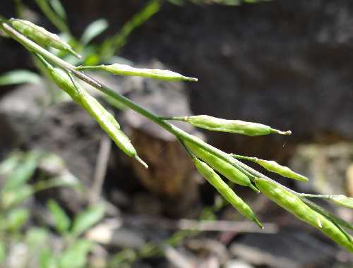 Brassica nigra image