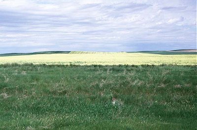 Brassica rapa image