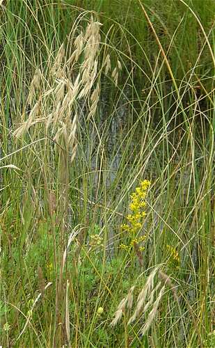 Bromus ciliatus image