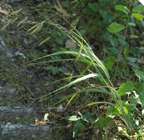 Bromus ciliatus image