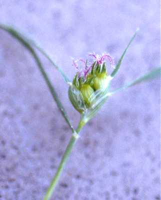 Bouteloua dactyloides image