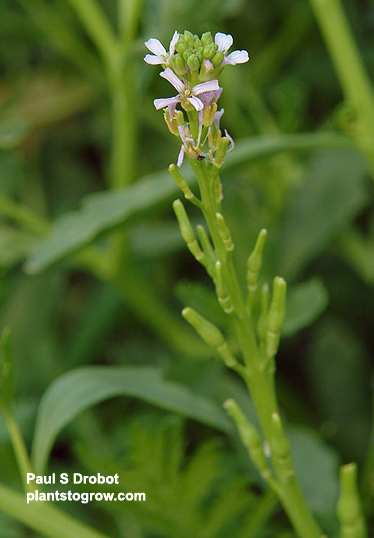 Cakile edentula image