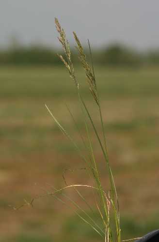 Calamagrostis canadensis image