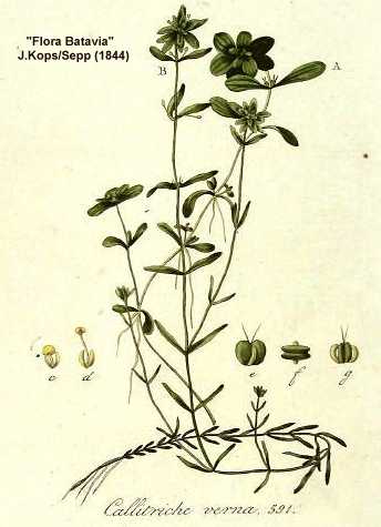 Callitriche palustris image