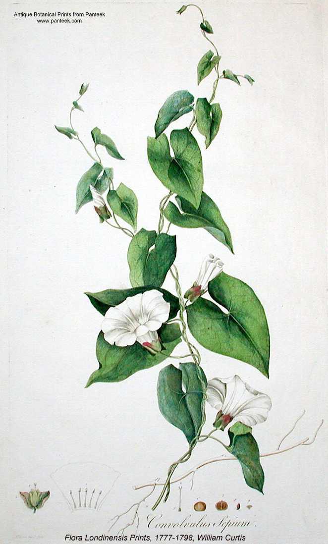 Calystegia sepium image