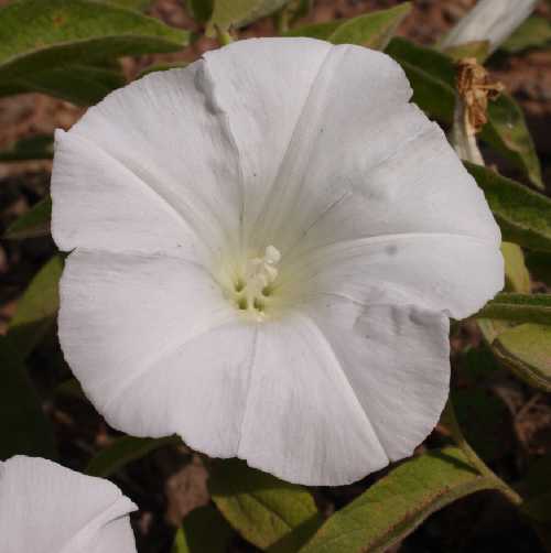 Calystegia image