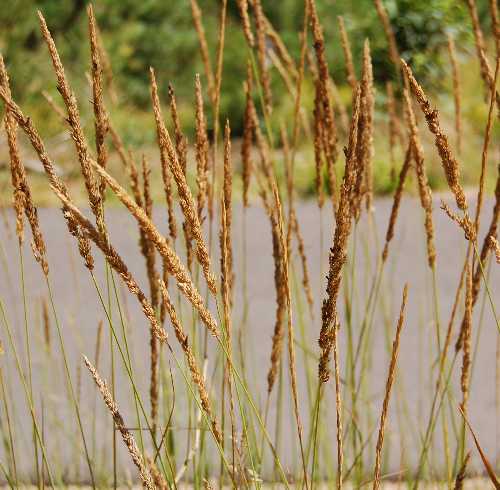 Calamagrostis stricta image