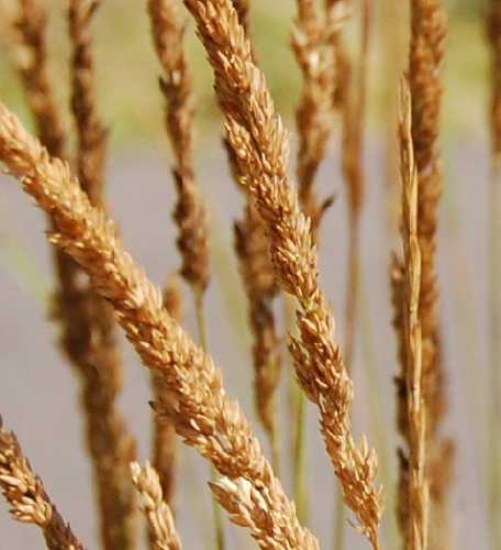 Calamagrostis stricta image