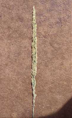 Calamagrostis stricta image