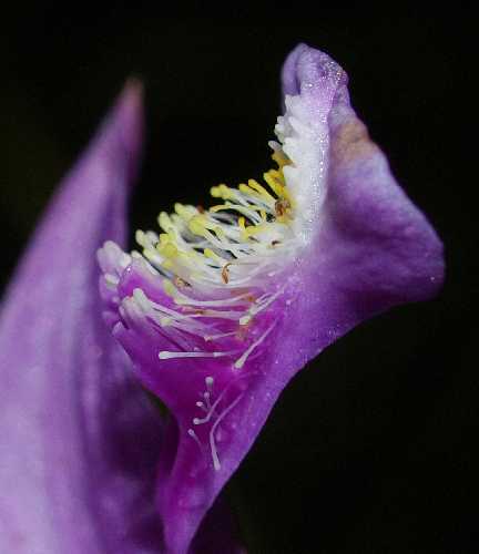 Calopogon tuberosus image