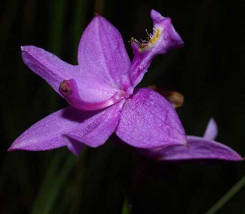 Calopogon tuberosus image