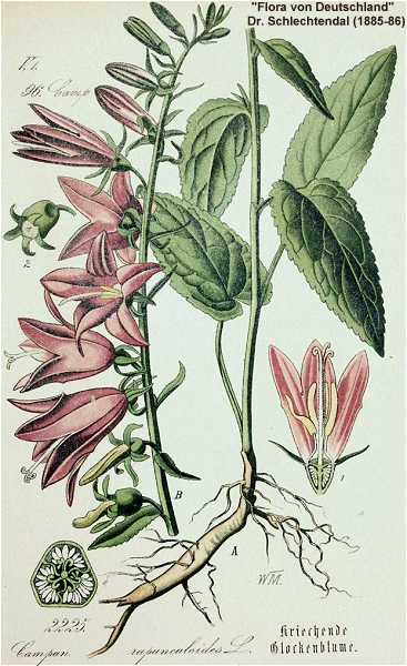 Campanula rapunculoides image