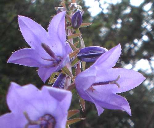 Campanula rapunculoides image