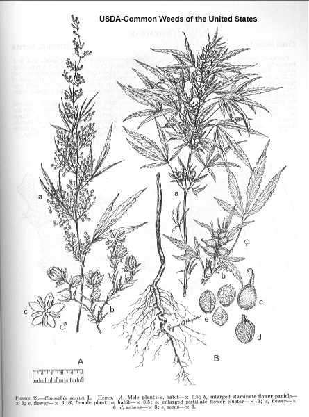 Cannabis sativa image