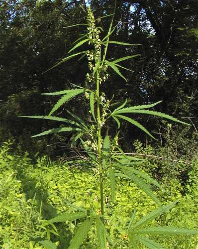 Cannabis sativa image
