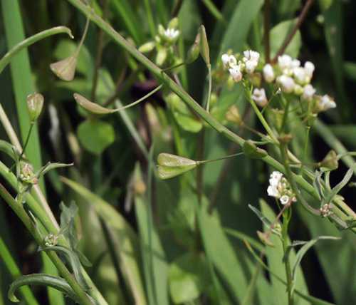 Capsella bursa-pastoris image