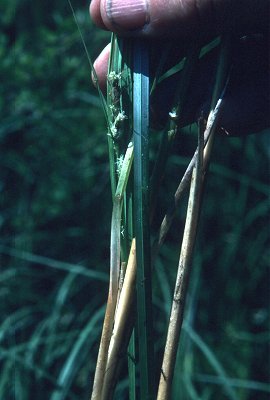 Carex aquatilis image