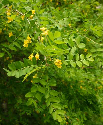 Caragana arborescens image