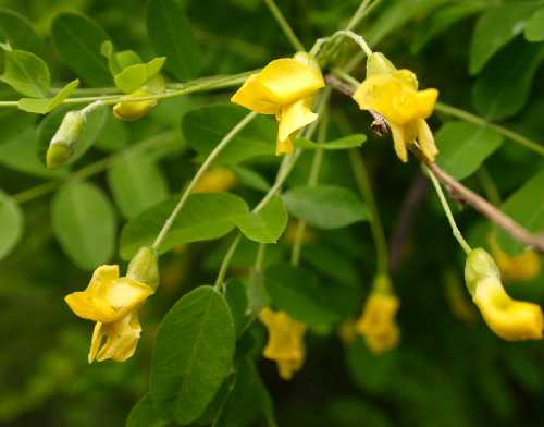 Caragana arborescens image