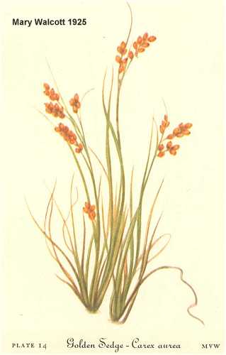 Carex aurea image
