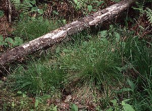 Carex bromoides subsp. bromoides image