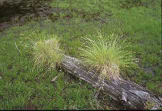 Carex canescens image