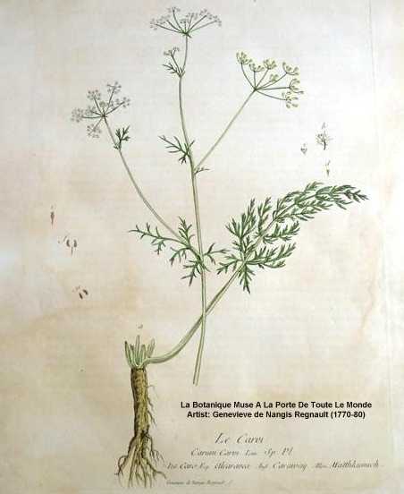 Carum carvi image