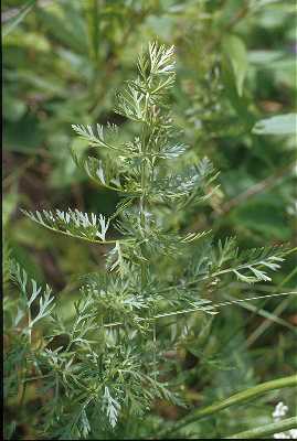 Carum carvi image