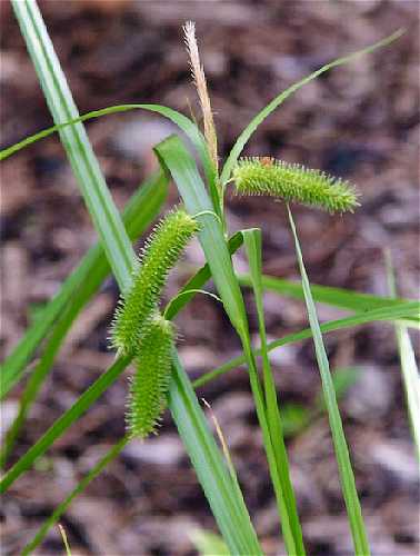 Carex comosa image