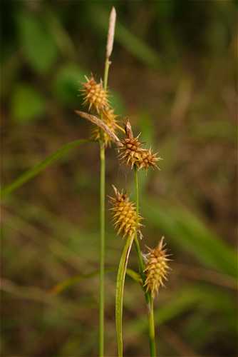 Carex cryptolepis image