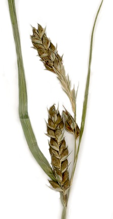 Carex davisii image