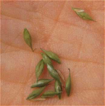 Carex debilis image