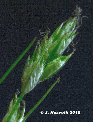 Carex deweyana image