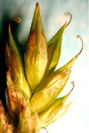 Carex deweyana image