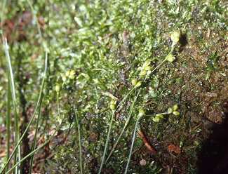 Carex disperma image