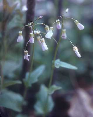Cardamine douglassii image